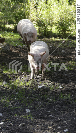 Two domestic pigs in the forest Two domestic pigs in the forest 139716817