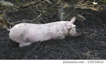 Domestic pig in the forest Domestic pig in the forest 139716818