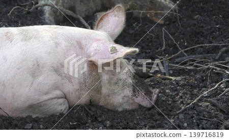 Domestic pig in the forest Domestic pig in the forest 139716819