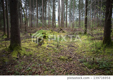 Trees in a forest in Germany, Europe, springtime Trees in a forest in Germany, Europe, springtime 139716958