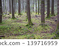 Trees in a forest in Germany, Europe, autumn 139716959