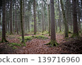 Trees in a forest in Germany, Europe, autumn 139716960