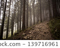 Trees in a forest in Germany, Europe, autumn 139716961