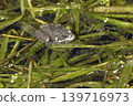 Portrait of a frog 139716973