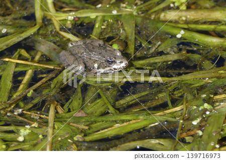 Portrait of a frog 139716973