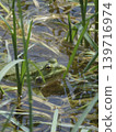 Portrait of a frog 139716974