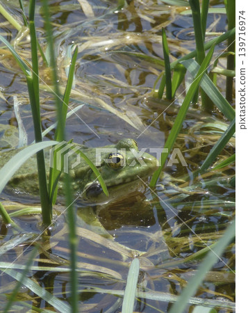 Portrait of a frog 139716974