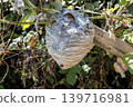 Wasp nest hanging on a tree 139716981