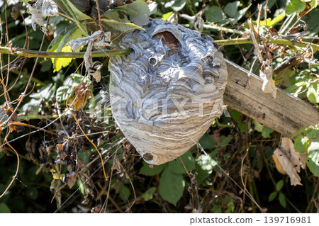 Wasp nest hanging on a tree 139716981