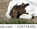 Herd of goats on a meadow 139716982