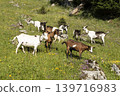 Herd of goats on a meadow 139716983