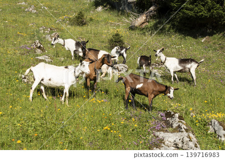 Herd of goats on a meadow 139716983