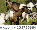 Herd of goats on a meadow 139716984