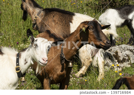 Herd of goats on a meadow 139716984
