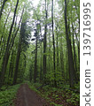 Forest in the Altmuhl Valley in Germany 139716995
