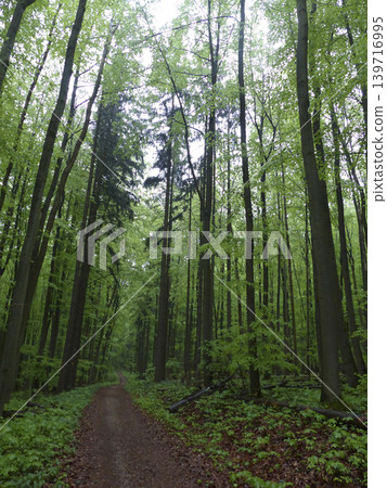 Forest in the Altmuhl Valley in Germany 139716995