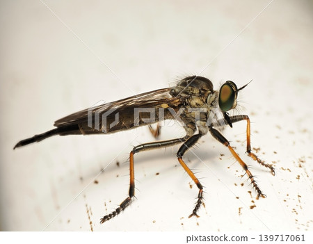 Robber fly resting on a leaf Robber fly resting on a leaf 139717061