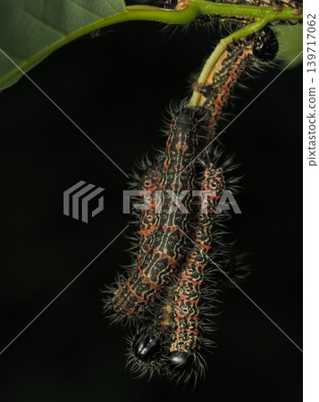Large number of gypsy moths (pests) 139717062