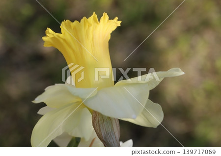The trumpet daffodil, with its white petals and yellow corona, blooms in the spring garden. The trumpet daffodil, with its white petals and yellow corona, blooms in the spring garden. 139717069
