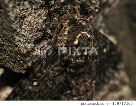 hawk moth caterpillar hawk moth caterpillar 139717105