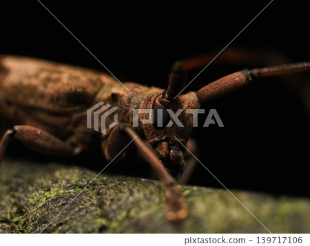 天牛的微距特寫 139717106