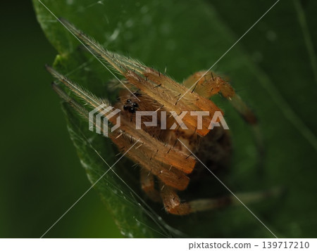 Lynx spider on grass Lynx spider on grass 139717210