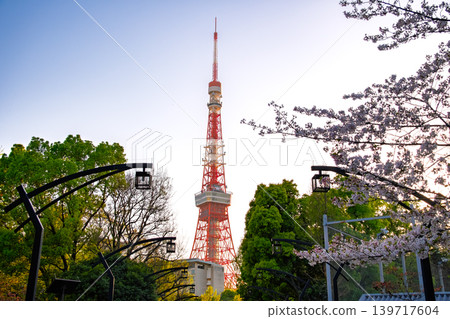 東京港區芝公園的林蔭大道上櫻花盛開,東京鐵塔在夕陽的映襯下巍峨聳立。 東京港區芝公園的林蔭大道上櫻花盛開,東京鐵塔在夕陽的映襯下巍峨聳立。 139717604