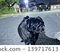 夜里街上的哈巴狗 139717613