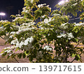 發光的繡球花 139717615