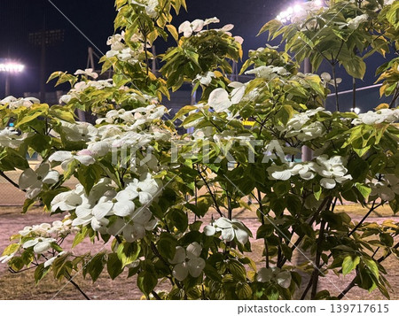 Illuminated hydrangea Illuminated hydrangea 139717615