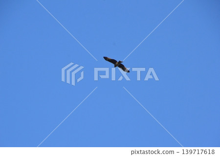 A kite gliding through the air (Sadamisaki Peninsula/Ikata Town, Ehime Prefecture) A kite gliding through the air (Sadamisaki Peninsula/Ikata Town, Ehime Prefecture) 139717618