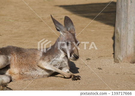 Kangaroo lying down 139717666