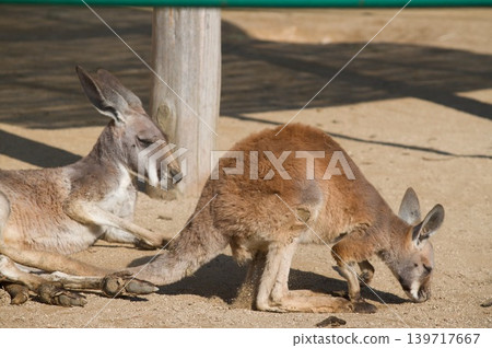 Kangaroo 139717667