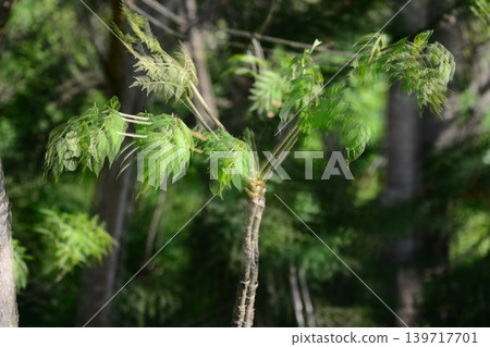 多次射擊 多次射擊 139717701