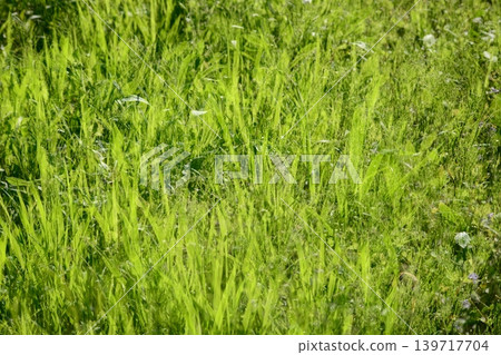 多次射擊 多次射擊 139717704