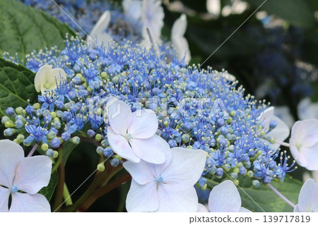 Blue hydrangea: decorative flowers, true flowers, and buds Blue hydrangea: decorative flowers, true flowers, and buds 139717819
