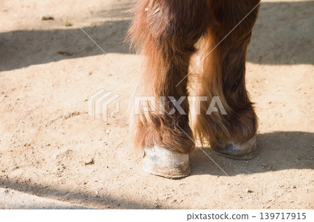 Pony's legs Pony's legs 139717915