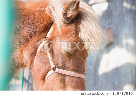 Pony with eyes closed Pony with eyes closed 139717916