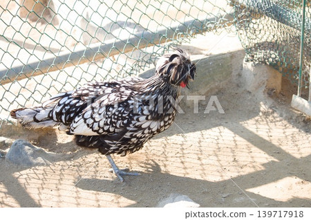 黑白羽毛的鳥 黑白羽毛的鳥 139717918