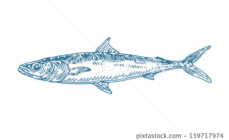 Hand drawn vector sardine fish line art illustration in minimal ink style Hand drawn vector sardine fish line art illustration in minimal ink style 139717974