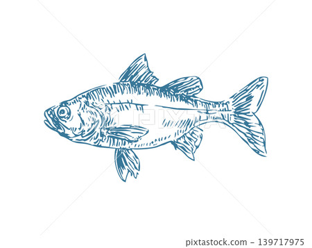 Hand drawn vector fish outline modern line art illustration Hand drawn vector fish outline modern line art illustration 139717975