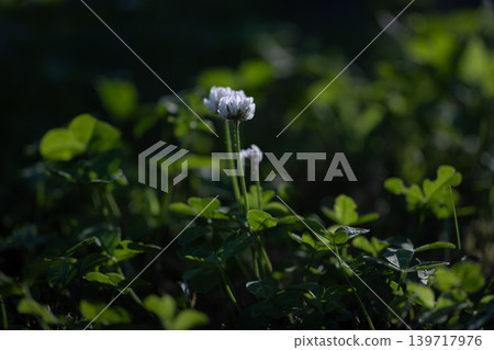 White clover flowers and clover illuminated by sunlight filtering through the trees (early summer, nature, blurred background) White clover flowers and clover illuminated by sunlight filtering through the trees (early summer, nature, blurred background) 139717976