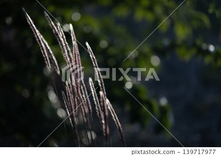 野花花穗在逆光下閃閃發光，映襯著美麗的散景背景（秋季，自然，留白） 139717977