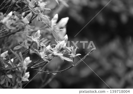 Black and white photos Black and white photos 139718004