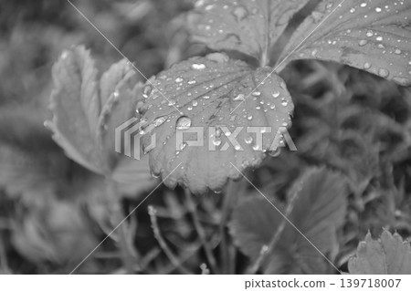 Black and white photos Black and white photos 139718007