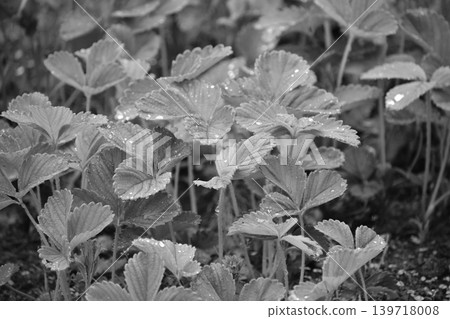Black and white photos Black and white photos 139718008