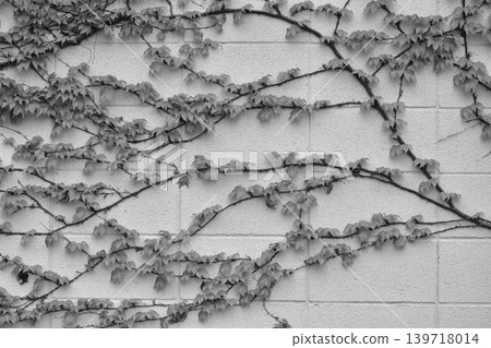 Black and white photos Black and white photos 139718014