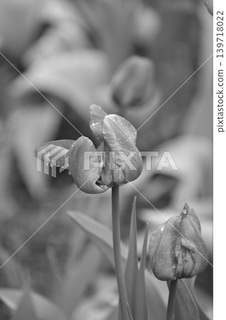 Black and white photos Black and white photos 139718022