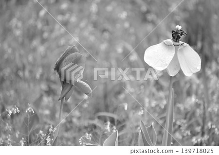 Black and white photos Black and white photos 139718025