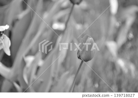 Black and white photos Black and white photos 139718027